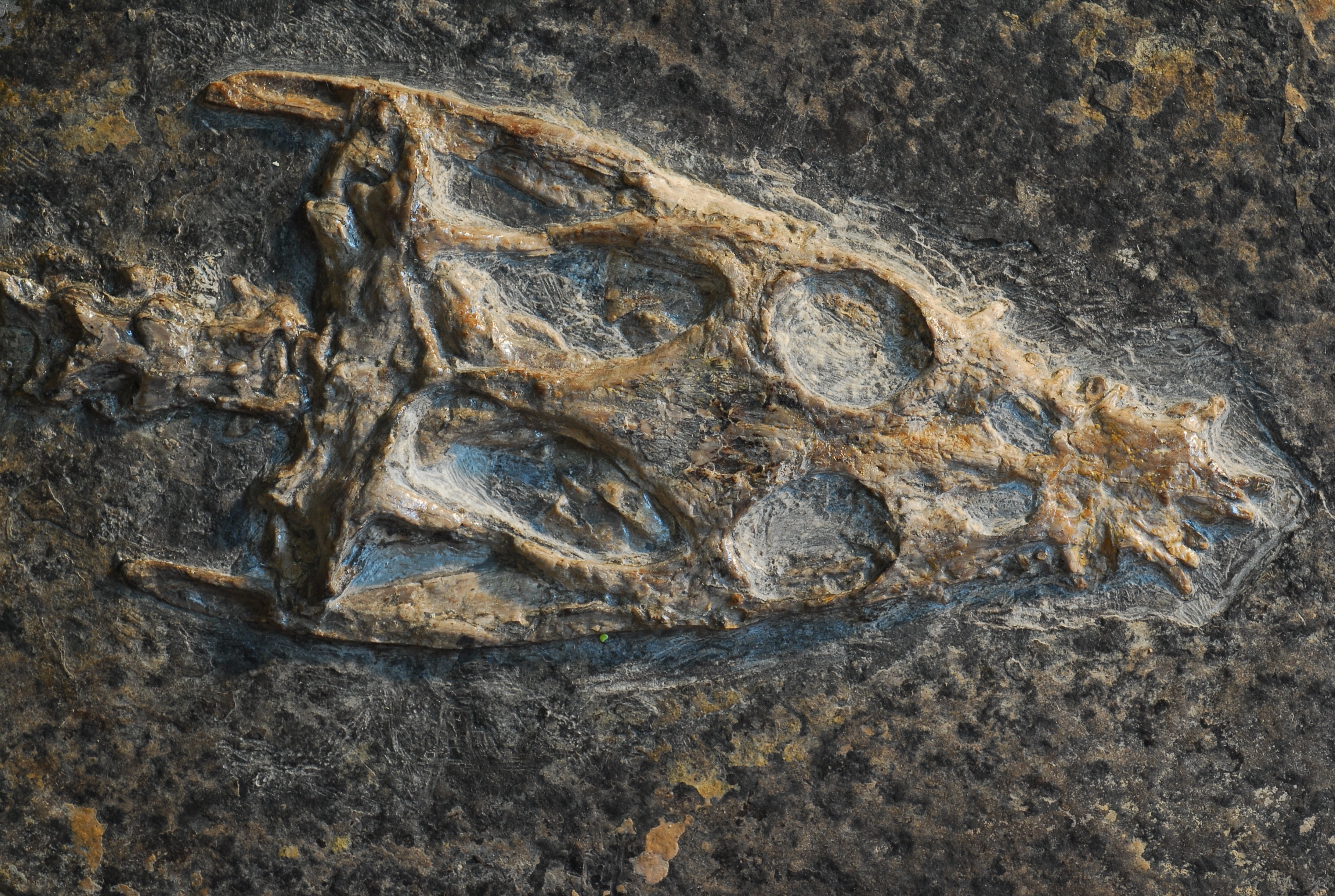 Cranio di Lariosaurus